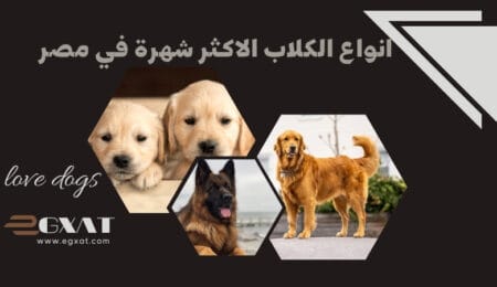 أنواع الكلاب المشهورة في مصر