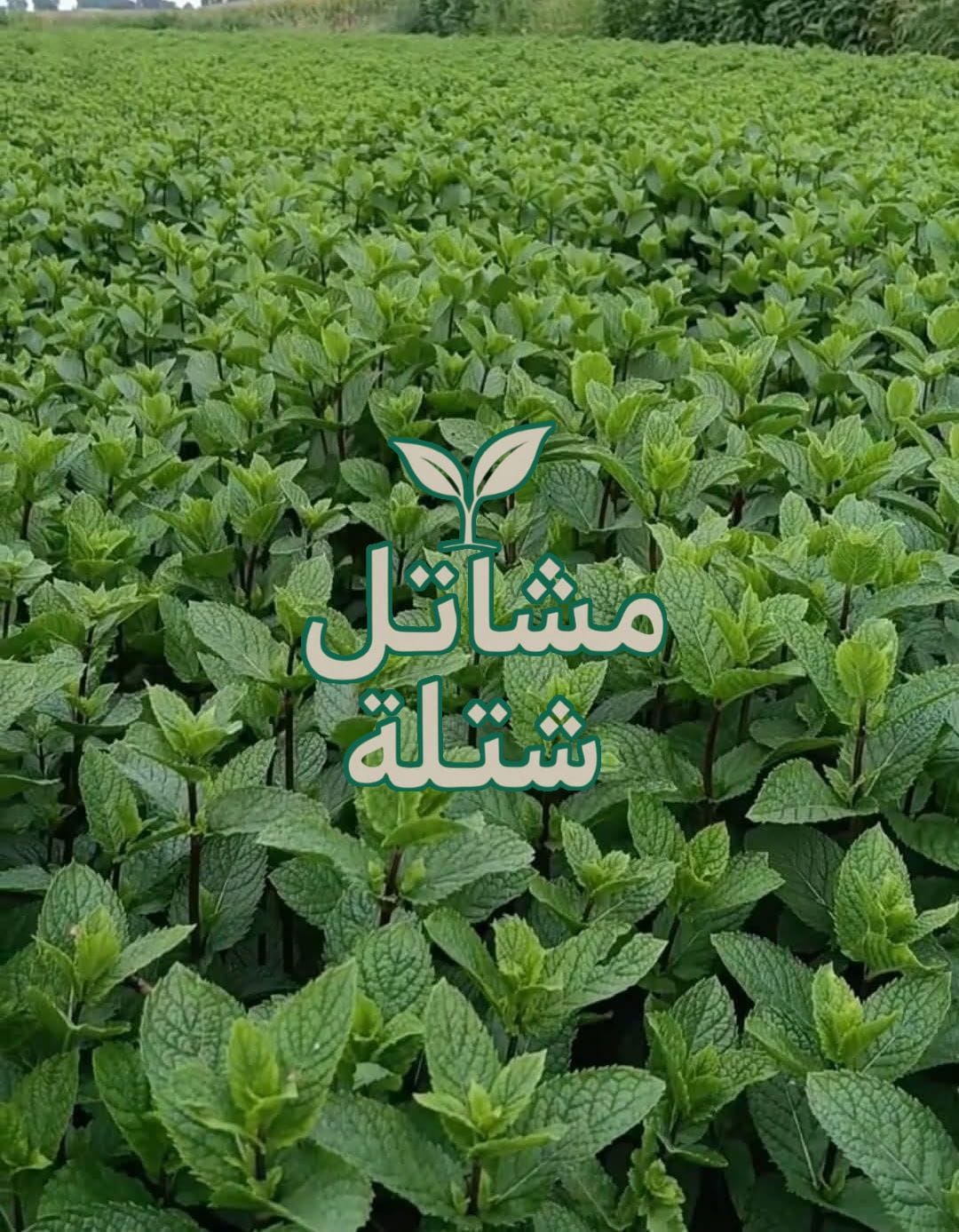 شتلة – أفضل وجهة لشراء الشتلات الاستوائية والنصائح الزراعية